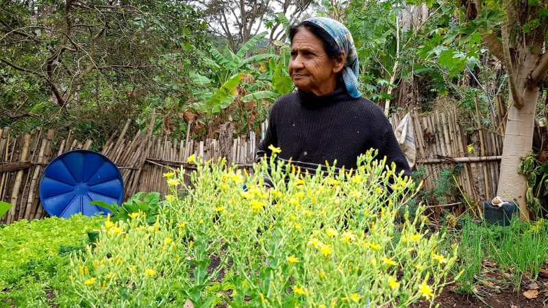 Agricultura Familiar Quilombola é tema de webinars realizados pela Ecam