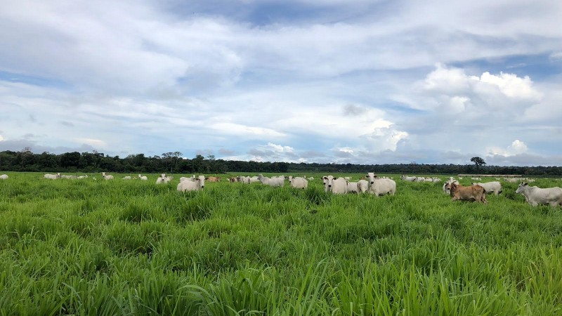 Programa de pecuária sustentável da Ecam já atende mais de 40 fazendas no Pará