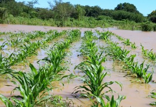 Enchentes provocam perdas nos quilombos e Iniciativa da Agricultura Familiar Quilombola realiza levantamentos de dados